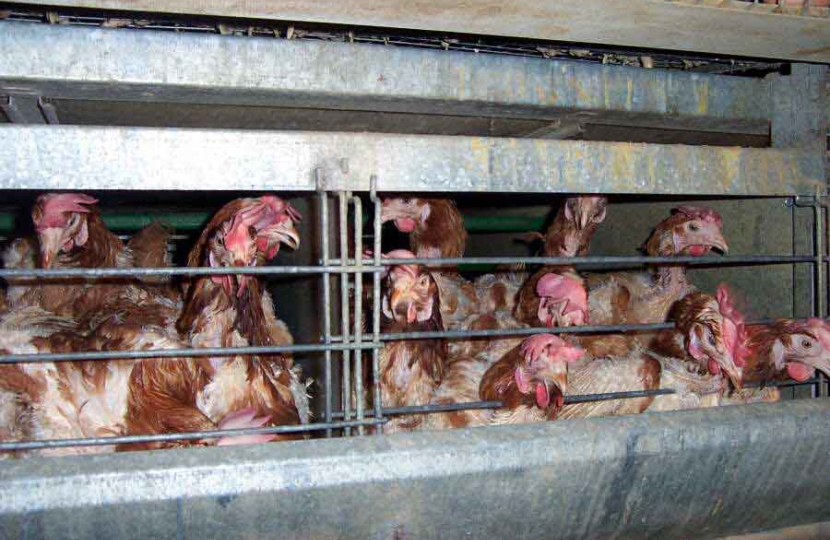 hens