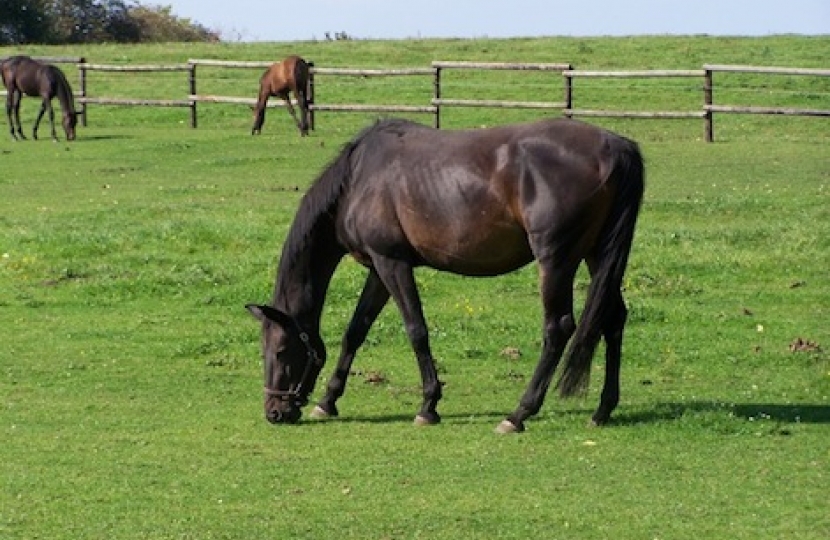 horse