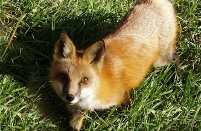 fox