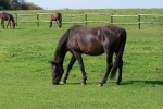 horse
