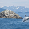 whale